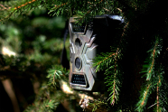 Grüne Kamera hängt an einem Nadelbaumzweig.