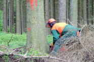 Mann in persönlicher Schutzausrüstung sägt an einem Baum