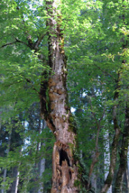 Alter abgestorbener Stamm in einem Laubwald.