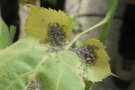 Blatt eines Laubbaums mit vielen kleinen Läusen darauf.