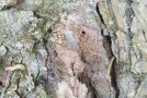 Abgebrochene Rindenschuppe einer Fichte, dahinter Bohrmehl