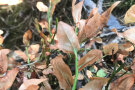 Braune Blattunterseiten einer durch Trockenheit geschädigten Heidelbeere.