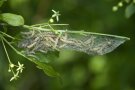 Raupen der Pfaffenhütchen-Gespinnstmotte in ihrem Gespinst