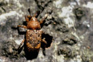 Hellbrauner Käfer mit schwarz-gelben Pünktchen krabbelt an einem Baumstamm hoch.