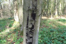 Baum mit im unteren Stammbereich flächig abgelöster Rindenabplatzungen steht in einem Laubwald.