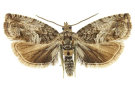 Schmetterling mit brauner Zeichnung