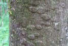 Baum mit bläschenartig anschwellender Rinde steht in einem Laubwald.