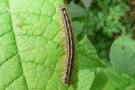 Bunte, behaarte Schmetterlingsraupe auf Blatt