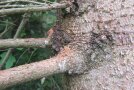 Bohrmehl auf Aststummeln einer Fichte