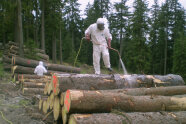 Arbeiter mit Schutzanzug bei Polterspritzung auf einem Holzpolter