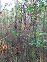 Das Bild zeigt dicht wachsende junge Eschen mit braunen, abgestorbenen Blättern.