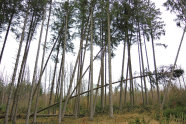 Mehrere Bäume liegen infolge Sturm geworfen an einem Bestandesrand eines Fichtenaltholzes.