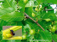 Man sieht zwei Bilder. Das Große Bild zeigt einen Zweig mit grünen Blättern, von denen einige runde, grüne Ausstülpungen aufweisen. Das kleine Bild zeigt in Großaufnahme eine schwarze Wespe die auf einer der Ausstülpungen sitzt.