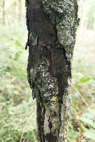 Schwacher Baumstamm, an dem die Rinde abfällt und schwarze absterbende Bereiche sichtbar sind.