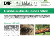 Titel Merkblatt Rüsselkäfer