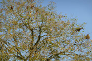 Kahlgefressenen Oberkronen einer Linde