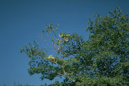 Krone einer Ulme gegen den blauen Himmel; ein abgestorbener Zweig sticht hervor