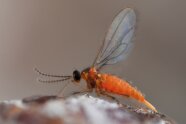Eine rote Mücke in Nahaufnahme