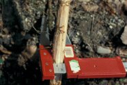 dünner Fichtenzweig ohne Rinde mit Fraßgängen im Holz
