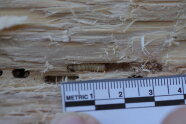 Dicke weiße Larve in hellem Holz, 1,5 cm lang