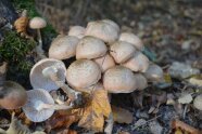 Kleine, weiße Fruchtkörper des Fleischfarbenen Hallimasch