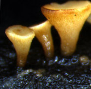 Das Bild zeigt weiße, becherförmige Pilze in Großaufnahme.