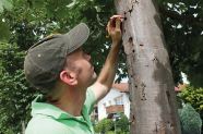 Ein Kontroller untersucht einen befallenen Baum.