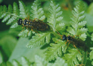 Zwei braune, walzenförmige Insekten, die auf einem grünen Blatt sitzen
