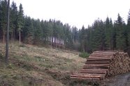 Fichtenwald mit einer größeren Kahlfläche. Das geerntete Holz liegt davor an einem Waldweg.
