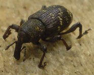 Schwarzen Käfer mit gelben Flecken und einem langen Rüssel