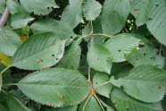 grüne Blätter mit roten Punkten