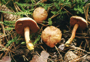 Pfefferröhrlinge auf dem Waldboden