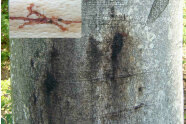 Schleimspuren des Prachtkäfers auf einem Buchenstamm und zusätzliches Foto des Brutgangs