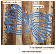 Fraßbild des Buchdruckers an streifengeschältem Stamm