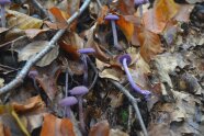 Kleine violette Pilze sprießen aus dem Waldboden