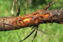 Pockennarbiger Ast eines Nadelbaums. Aus den Narben tritt eine wachsartige Masse aus.