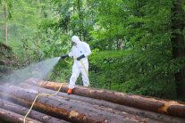 Waldarbeiter in Schutzkleidung steht auf einem Fichtenpolter und besprüht diesen mit PSM. (©Stefan Huber, LWF)