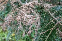 Tannennadeln, teilweise mit bräunlichem Belag