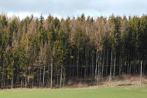Fichtenaltholz mit Borkenkäferbefall, erkennbar an Bäumen mit rötlichen Kronen.
