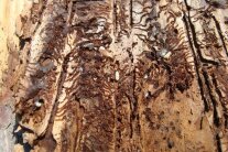 Holz mit Brutgängen und Borkenkäferlarven