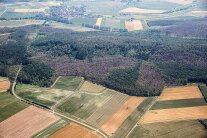 Luftbild einer Laubwaldfläche. Viele Bäume sind kahlgefressen.