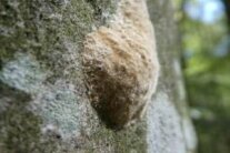 Baumstamm mit Eigelegehäufchen eines Schmetterlings.