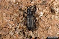 Schwarzer Käfer mit langen Fühlern sitzt auf der Borke eines Nadelbaums.