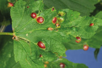 Rote, kugelige Gallen auf der Unterseite eines Ahornblattes