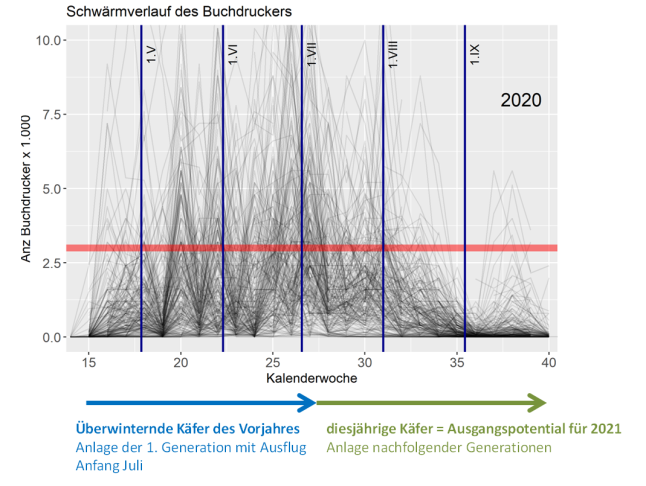 Liniendiagramm mit vielen Kurven. Auf der x-Achse wird die Kalenderwoche, auf der y-Achse die Fangzahlen dargestellt. Die waagerechte Linie ist die Gefährdungsschwelle.   