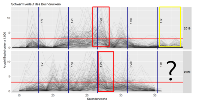 Schwärmverlauf des Buchdruckers im Jahresvergleich 2020 zu 2019; rote Linie stellt die Gefährdungsschwelle (3.000 Käfer je Falle und Woche) dar, ab der mit Stehendbefall und Befallsausbreitung zu rechnen ist; roter Kasten: Ausflug der 1. Generation; gelber Kasten: Ausflug der 2. Generation