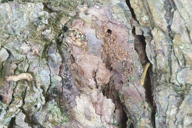 Bohrmehl hinter Rindenschuppen an Fichtenstamm