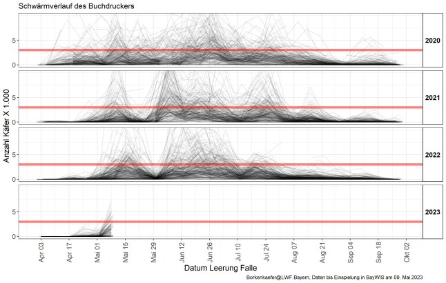 Schwärmverlauf des Buchdruckers im Vergleich der Jahre 2020 bis 2023 zum Stichtag 10.05.2023; die rote Linie stellt die Gefährdungsschwelle (3.000 Käfer/Falle/Woche) dar, ab der mit Stehendbefall und Befallsausbreitung zu rechnen ist. Im Vergleich zu den Vorjahren zeigt sich ein zeitlich ähnlicher Beginn des Schwärmflugs.