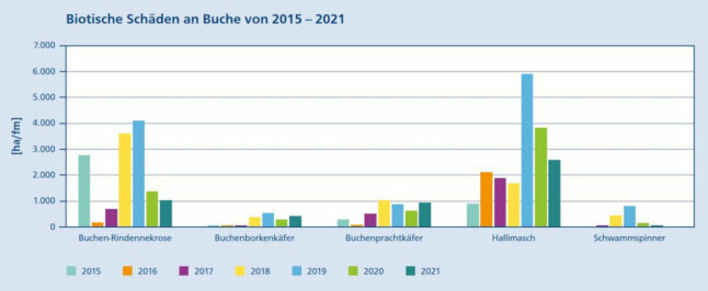 Balkendiagramm zeigt das Ausmaß einiger biotischer Schäden an Buchen