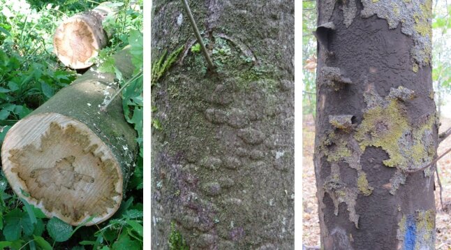 Verfärbtes Ahornholz links, Bläschen unter Ahornrinde mittig, abplatzende Rinde rechts